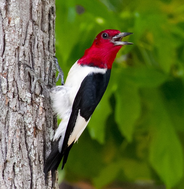 woodpecker-215057_640
