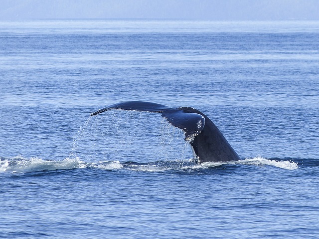 ancient-echoes-whale-song-humpback-whale-436
